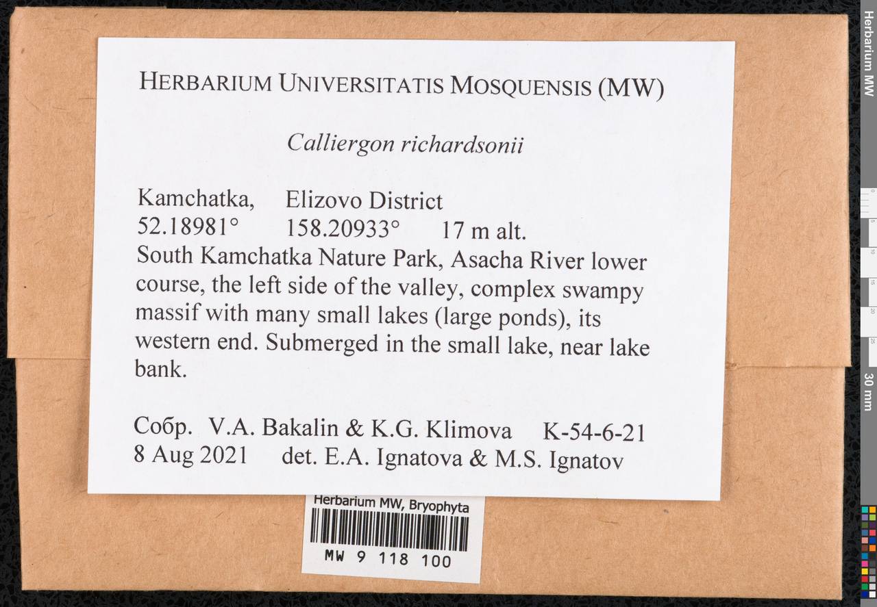Calliergon richardsonii (Mitt.) Kindb. ex G. Roth, Гербарий мохообразных, Мхи - Чукотка и Камчатка (B21) (Россия)