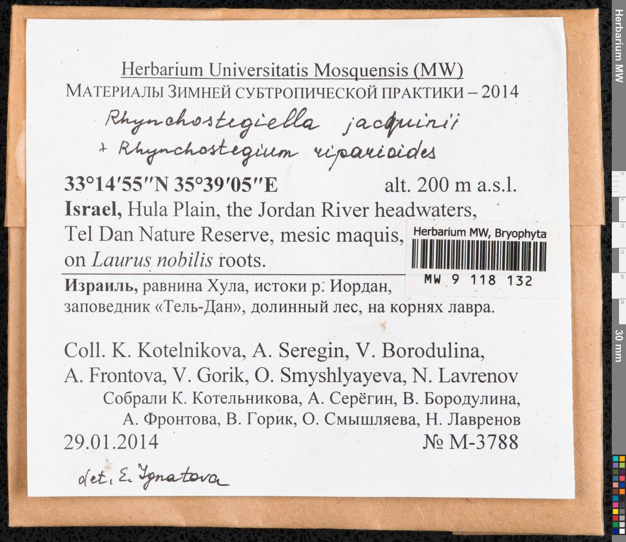 Rhynchostegiella teneriffae (Mont.) Dirkse & Bouman, Гербарий мохообразных, Мхи - Азия (вне границ бывшего СССР) (BAs) (Израиль)