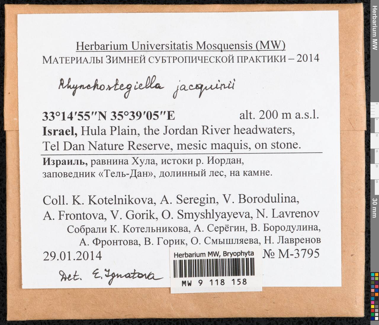 Rhynchostegiella teneriffae (Mont.) Dirkse & Bouman, Гербарий мохообразных, Мхи - Азия (вне границ бывшего СССР) (BAs) (Израиль)