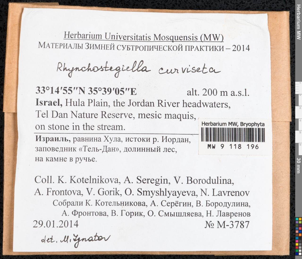 Rhynchostegiella curviseta (Brid.) Limpr., Гербарий мохообразных, Мхи - Азия (вне границ бывшего СССР) (BAs) (Израиль)