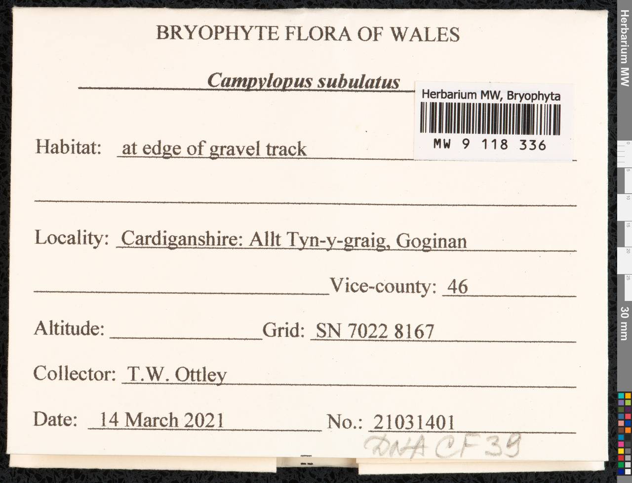 Campylopus subulatus Schimp. ex Milde, Гербарий мохообразных, Мхи - Западная Европа (BEu) (Великобритания)