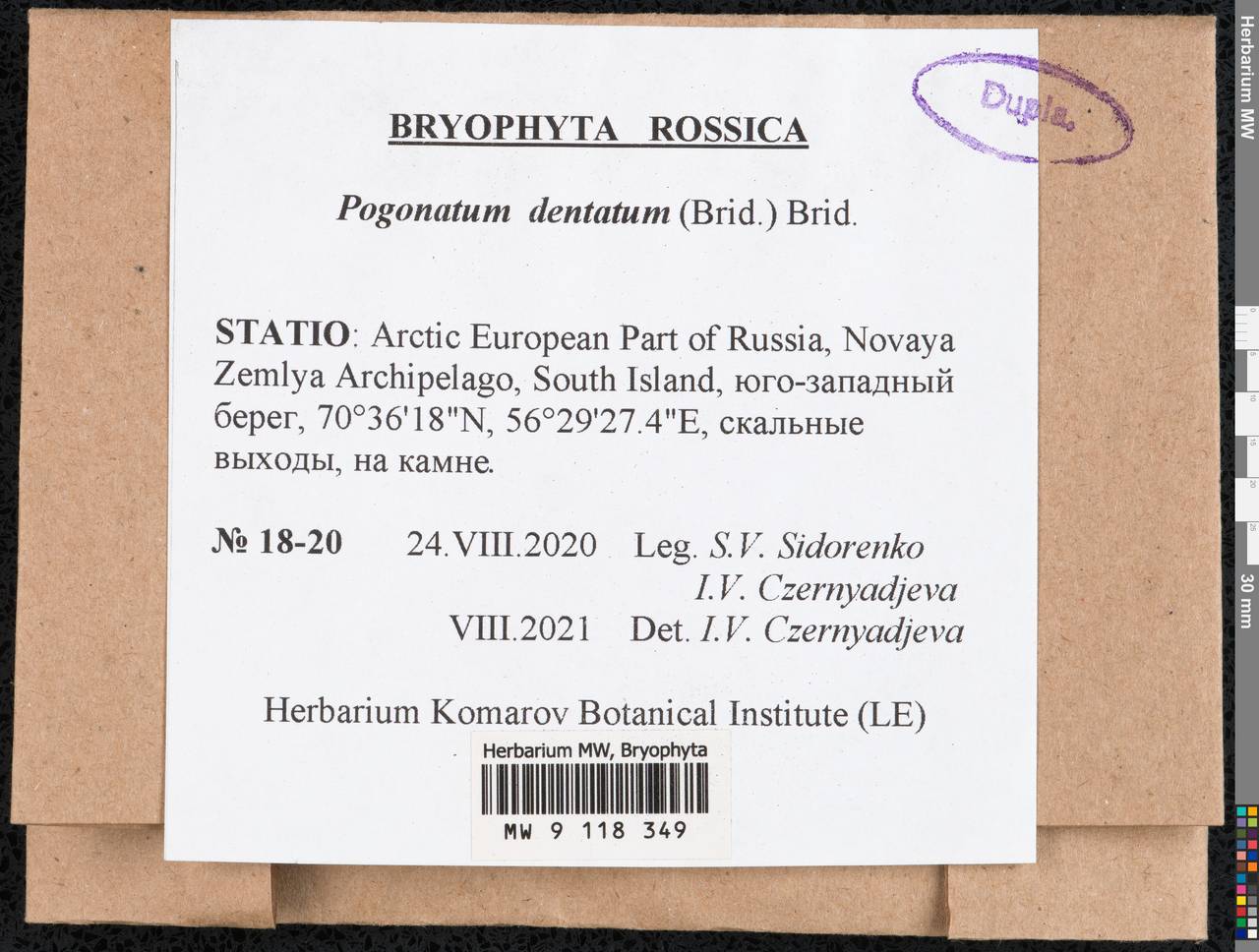 Pogonatum dentatum (Menzies ex Brid.) Brid., Гербарий мохообразных, Мхи - Архангельская и Вологодская области, Коми, Ненецкий АО (B7) (Россия)