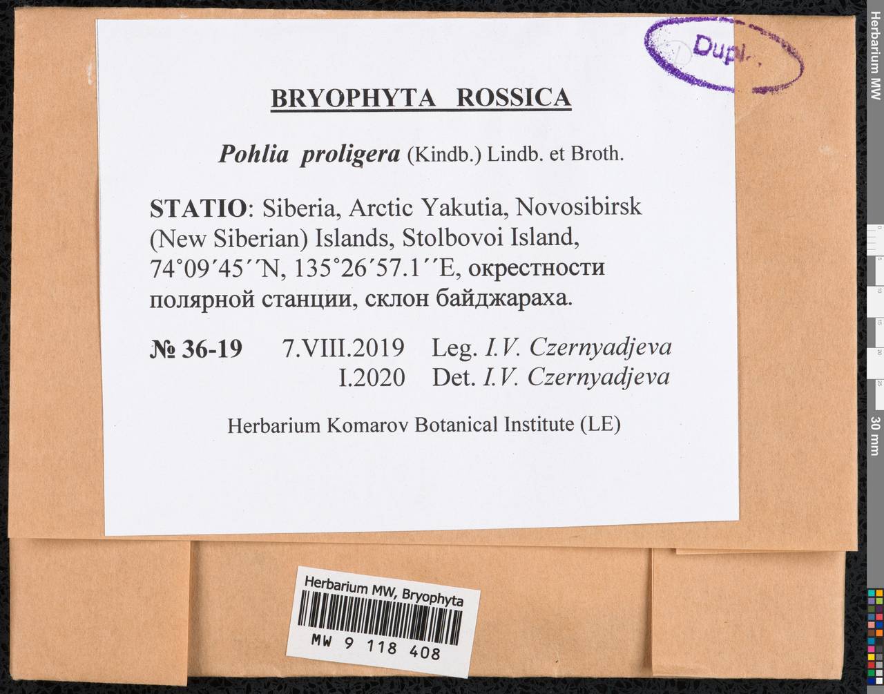 Pohlia proligera (Kindb. ex Breidl.) Lindb. ex Arnell, Гербарий мохообразных, Мхи - Якутия (B19) (Россия)