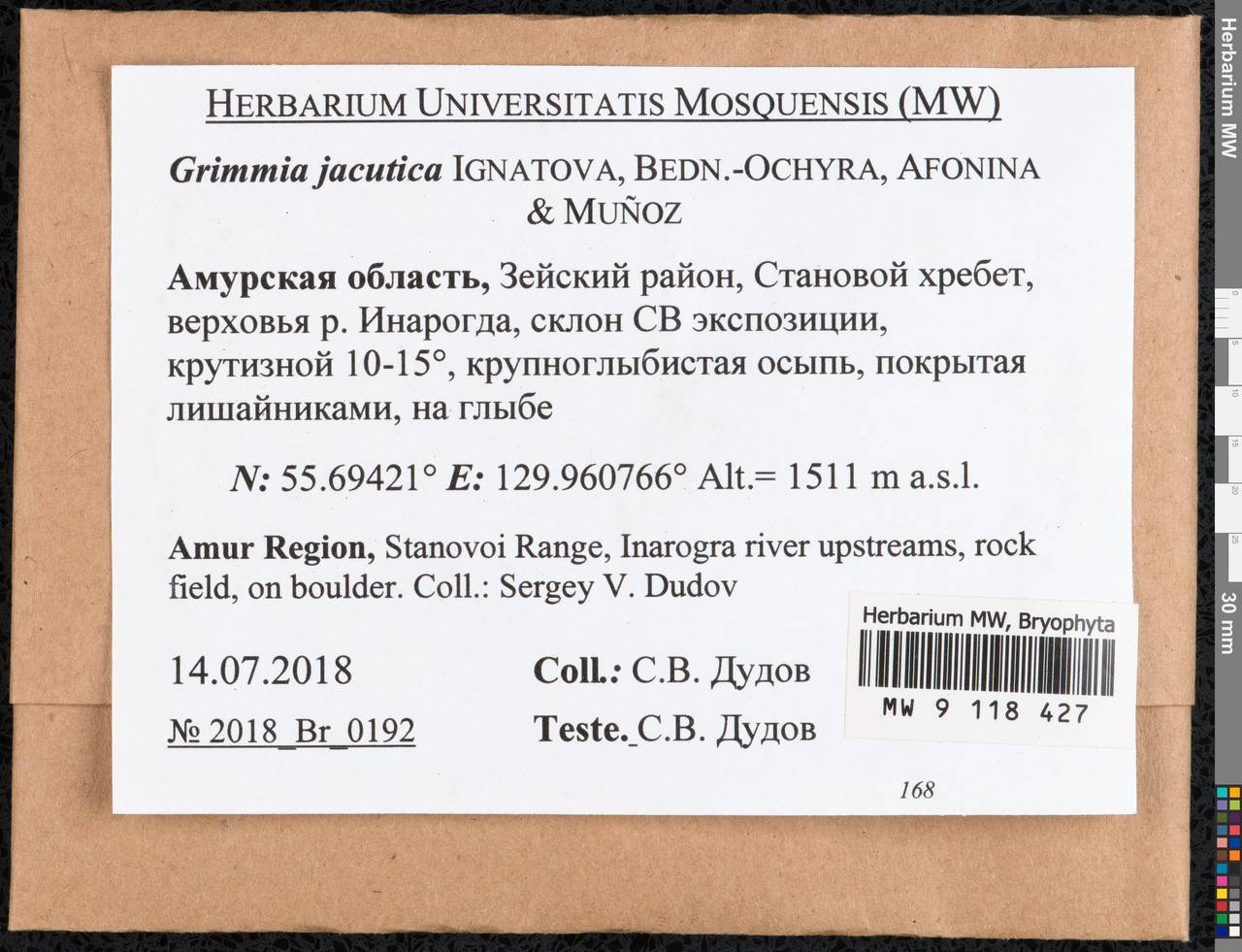 Grimmia jacutica Ignatova, Bedn.-Ochyra, Afonina & J. Muñoz, Гербарий мохообразных, Мхи - Дальний Восток (без Чукотки и Камчатки) (B20) (Россия)