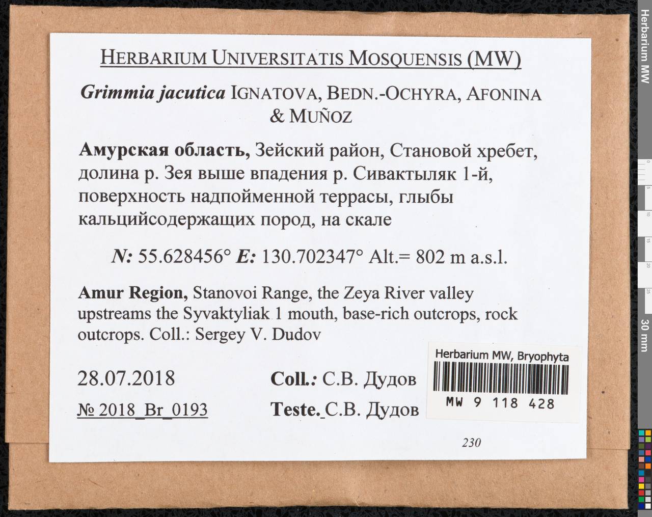 Grimmia jacutica Ignatova, Bedn.-Ochyra, Afonina & J. Muñoz, Гербарий мохообразных, Мхи - Дальний Восток (без Чукотки и Камчатки) (B20) (Россия)