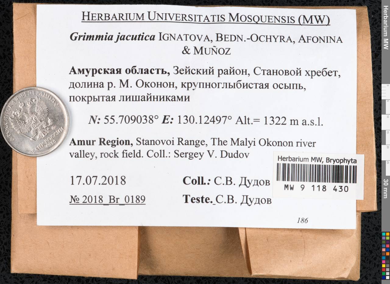 Grimmia jacutica Ignatova, Bedn.-Ochyra, Afonina & J. Muñoz, Гербарий мохообразных, Мхи - Дальний Восток (без Чукотки и Камчатки) (B20) (Россия)