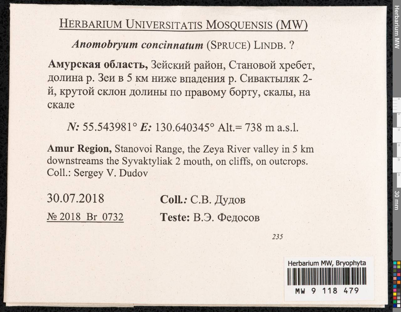 Anomobryum concinnatum (Spruce) A. Jaeger, Гербарий мохообразных, Мхи - Дальний Восток (без Чукотки и Камчатки) (B20) (Россия)