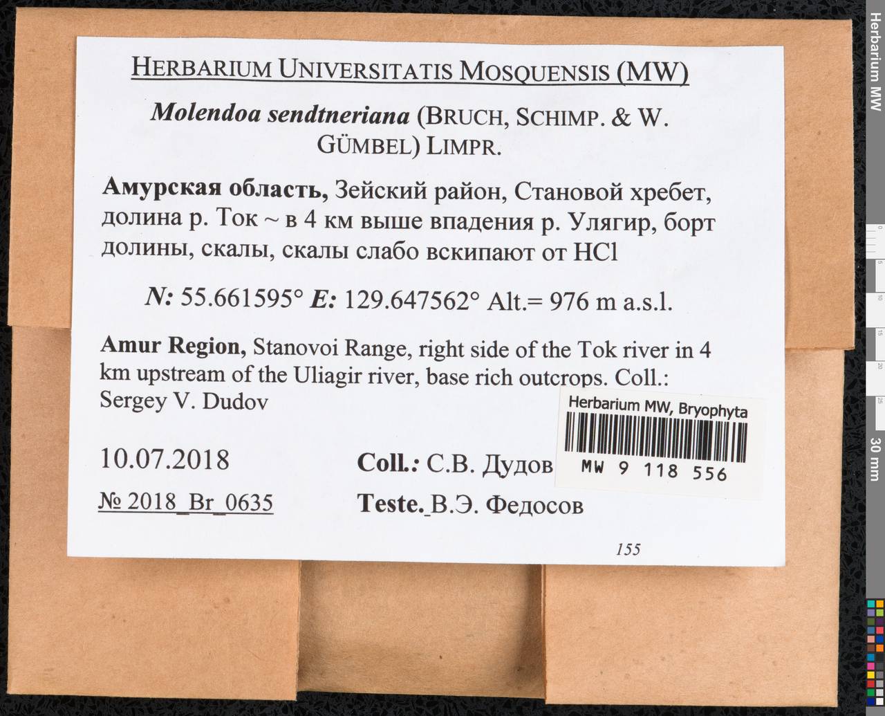 Molendoa sendtneriana (Bruch & Schimp.) Limpr., Гербарий мохообразных, Мхи - Дальний Восток (без Чукотки и Камчатки) (B20) (Россия)
