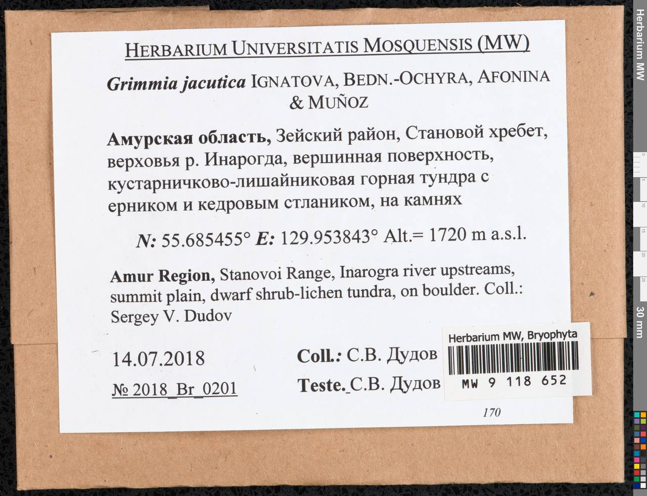 Grimmia jacutica Ignatova, Bedn.-Ochyra, Afonina & J. Muñoz, Гербарий мохообразных, Мхи - Дальний Восток (без Чукотки и Камчатки) (B20) (Россия)