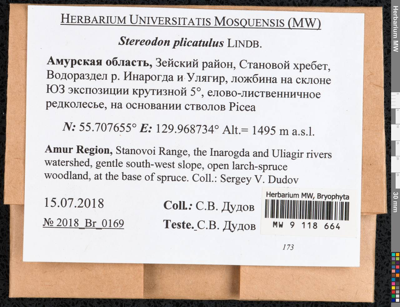 Aquilonium plicatulum (Lindb.) Hedenäs, Schlesak & D. Quandt, Гербарий мохообразных, Мхи - Дальний Восток (без Чукотки и Камчатки) (B20) (Россия)