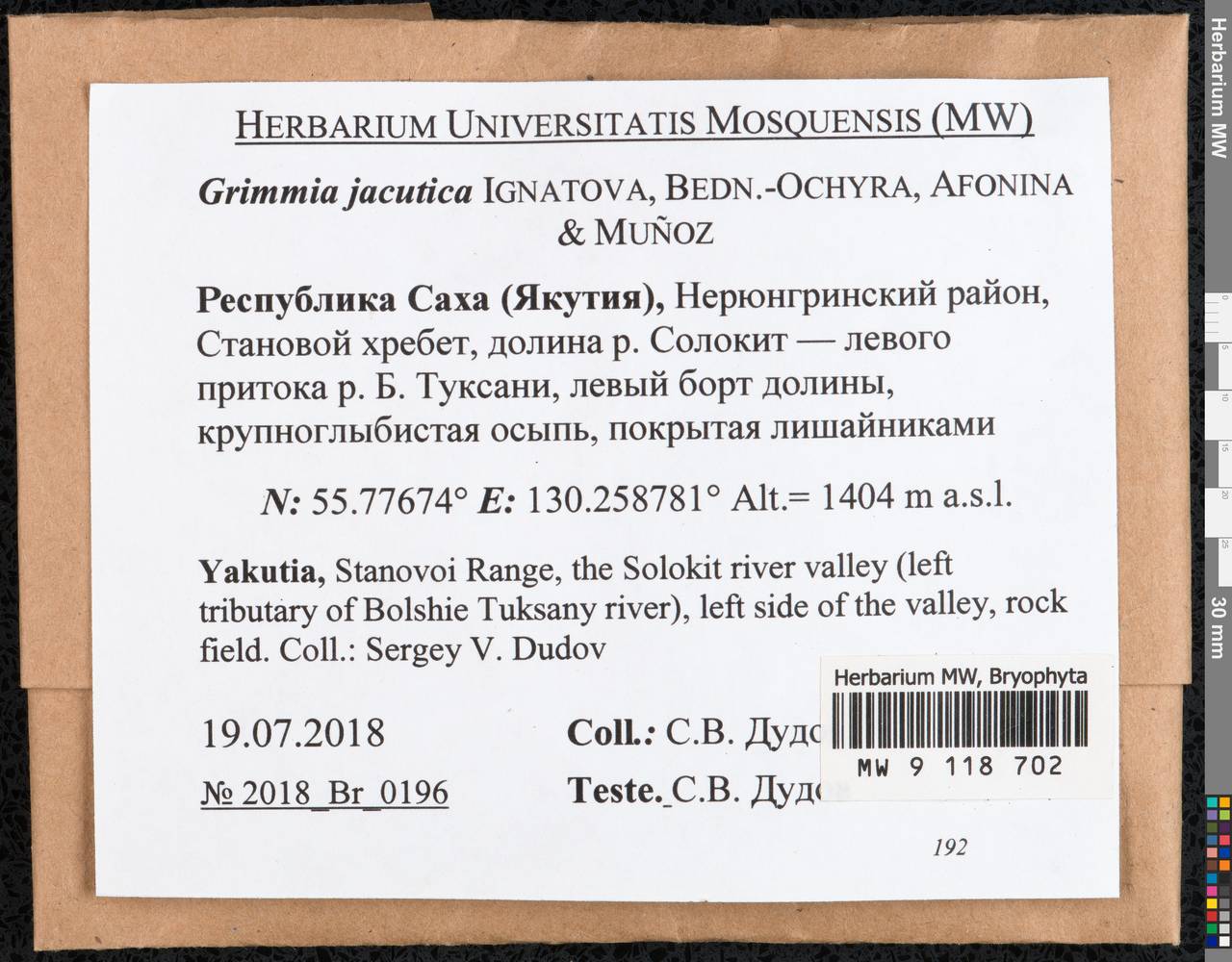 Grimmia jacutica Ignatova, Bedn.-Ochyra, Afonina & J. Muñoz, Гербарий мохообразных, Мхи - Якутия (B19) (Россия)