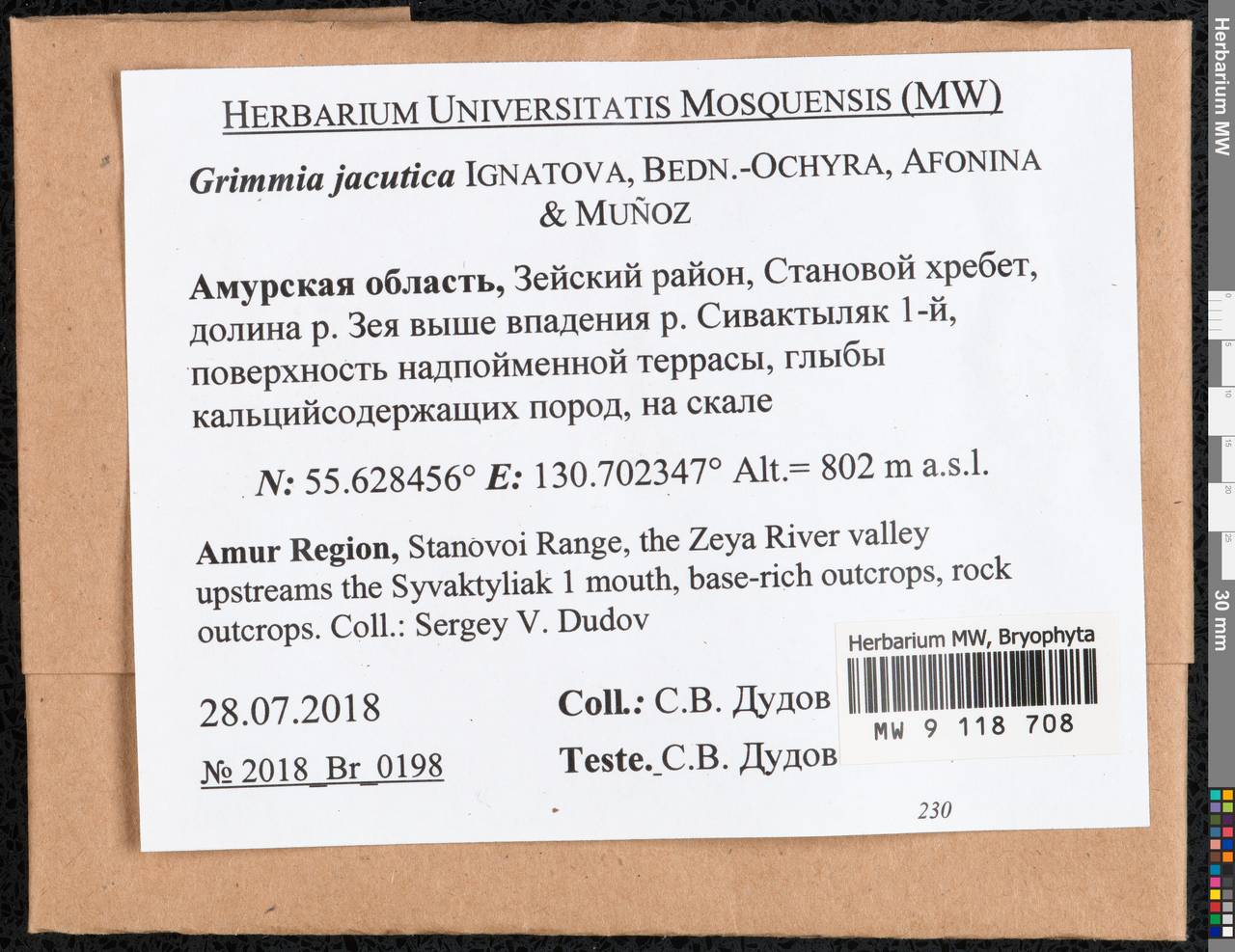 Grimmia jacutica Ignatova, Bedn.-Ochyra, Afonina & J. Muñoz, Гербарий мохообразных, Мхи - Дальний Восток (без Чукотки и Камчатки) (B20) (Россия)
