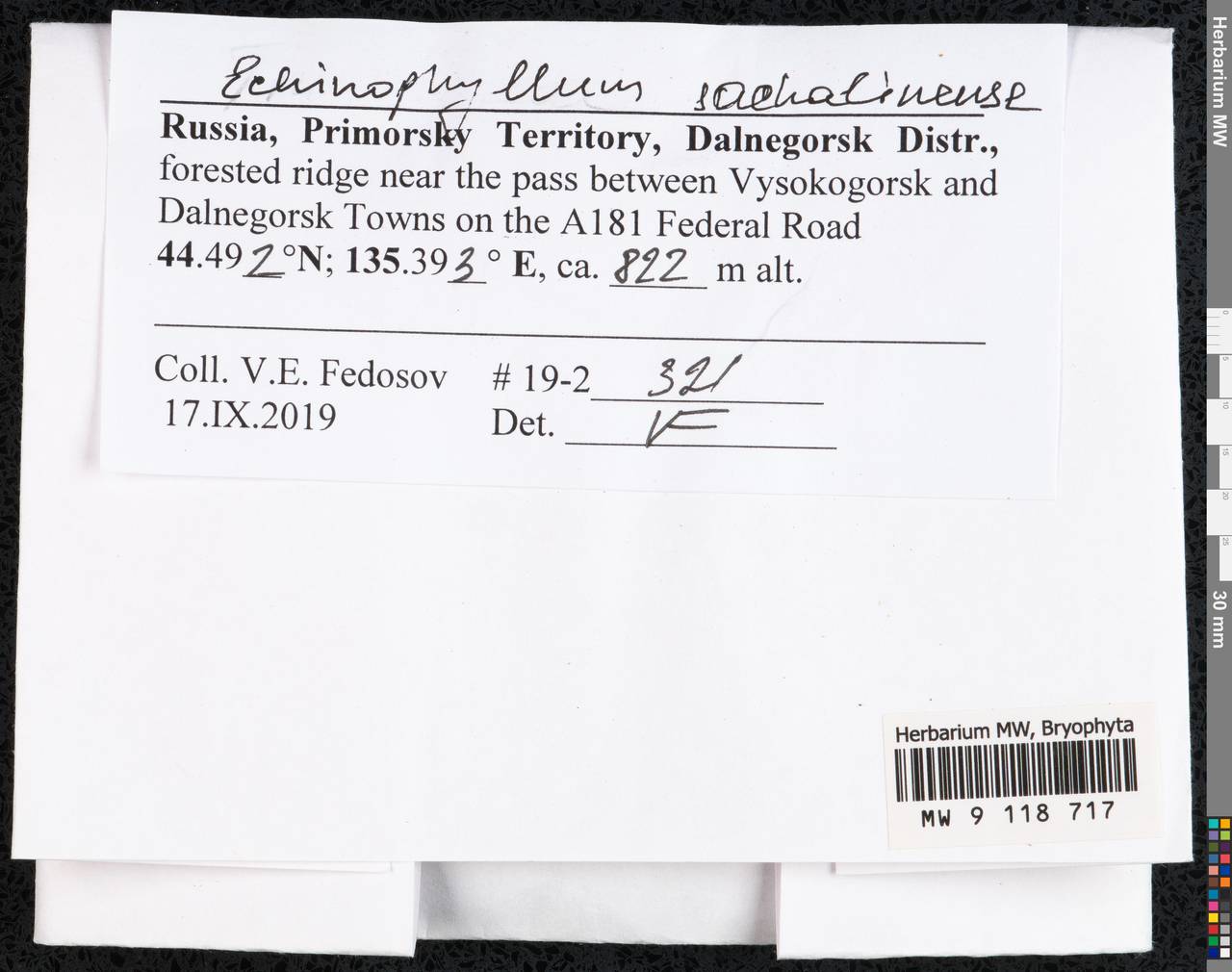 Echinophyllum sachalinense (Lindb.) T.J. O'Brien, Гербарий мохообразных, Мхи - Дальний Восток (без Чукотки и Камчатки) (B20) (Россия)