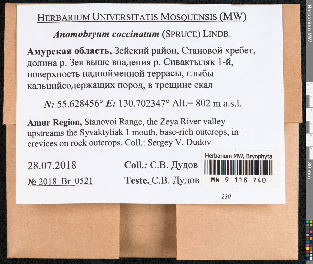 Anomobryum concinnatum (Spruce) A. Jaeger, Гербарий мохообразных, Мхи - Дальний Восток (без Чукотки и Камчатки) (B20) (Россия)