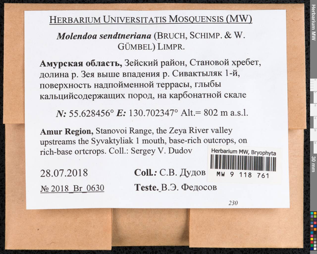 Molendoa sendtneriana (Bruch & Schimp.) Limpr., Гербарий мохообразных, Мхи - Дальний Восток (без Чукотки и Камчатки) (B20) (Россия)