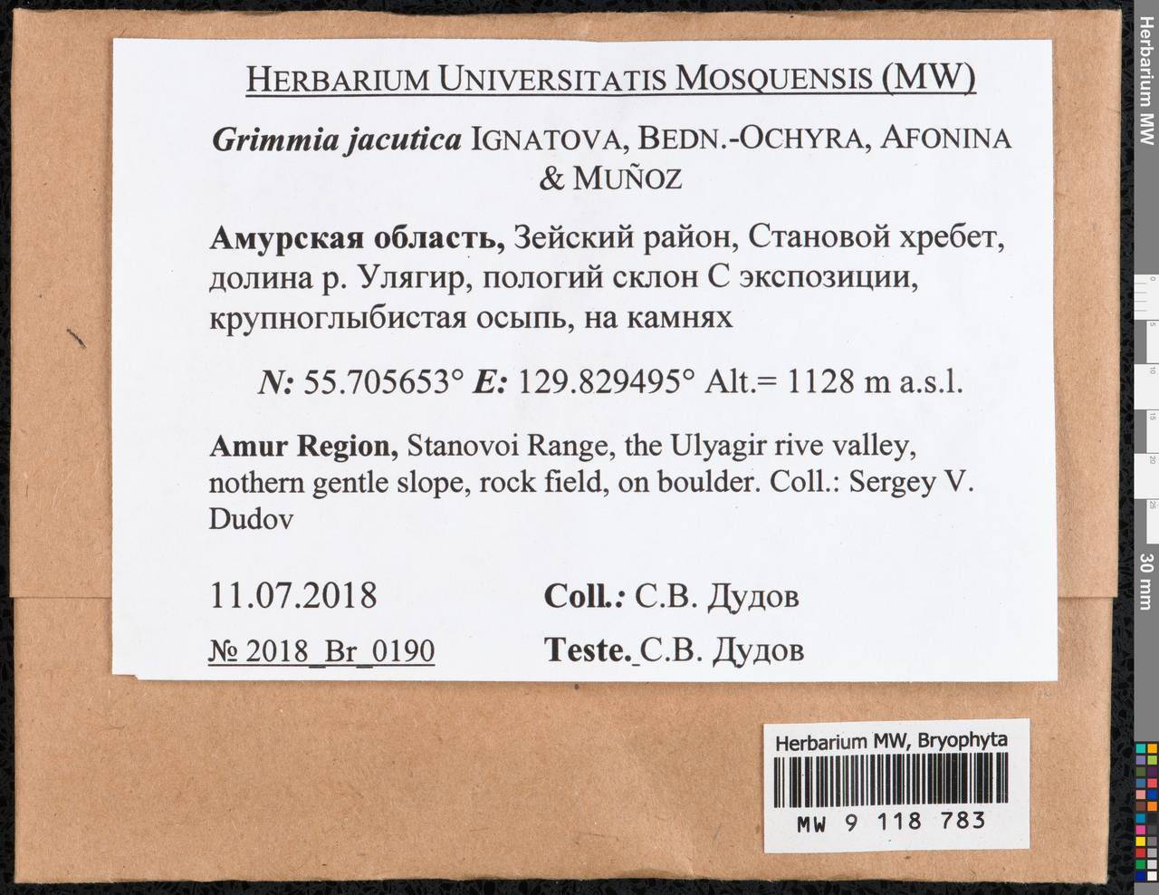 Grimmia jacutica Ignatova, Bedn.-Ochyra, Afonina & J. Muñoz, Гербарий мохообразных, Мхи - Дальний Восток (без Чукотки и Камчатки) (B20) (Россия)