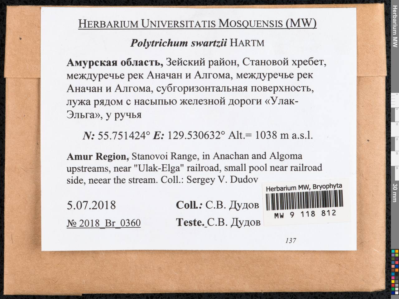 Polytrichum swartzii Hartm., Гербарий мохообразных, Мхи - Дальний Восток (без Чукотки и Камчатки) (B20) (Россия)