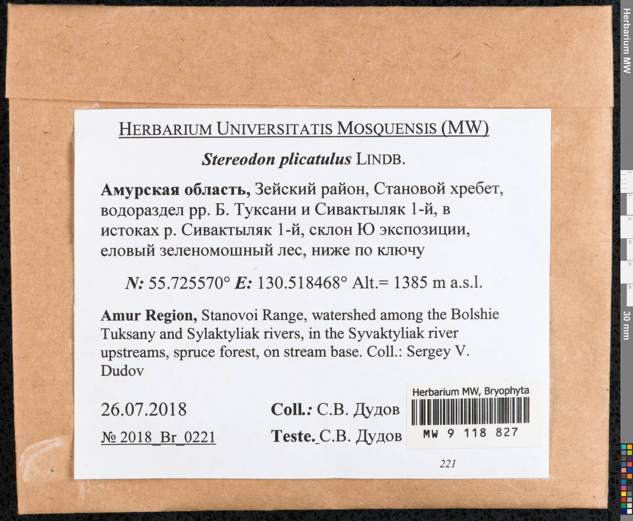 Aquilonium plicatulum (Lindb.) Hedenäs, Schlesak & D. Quandt, Гербарий мохообразных, Мхи - Дальний Восток (без Чукотки и Камчатки) (B20) (Россия)
