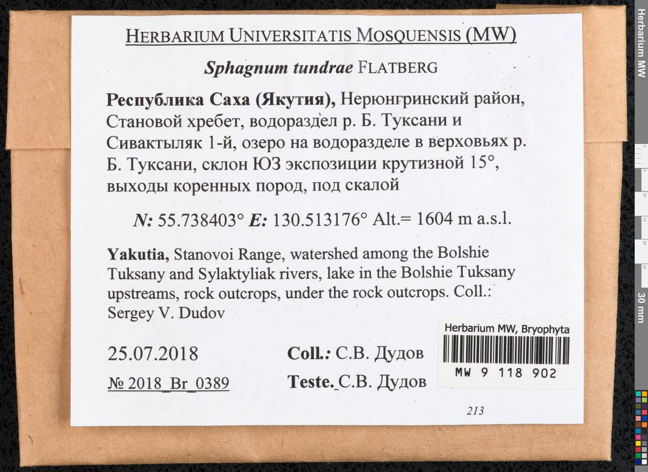 Sphagnum tundrae Flatberg, Гербарий мохообразных, Мхи - Якутия (B19) (Россия)