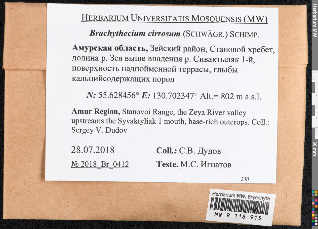 Brachythecium cirrosum (Schwägr.) Schimp., Гербарий мохообразных, Мхи - Дальний Восток (без Чукотки и Камчатки) (B20) (Россия)
