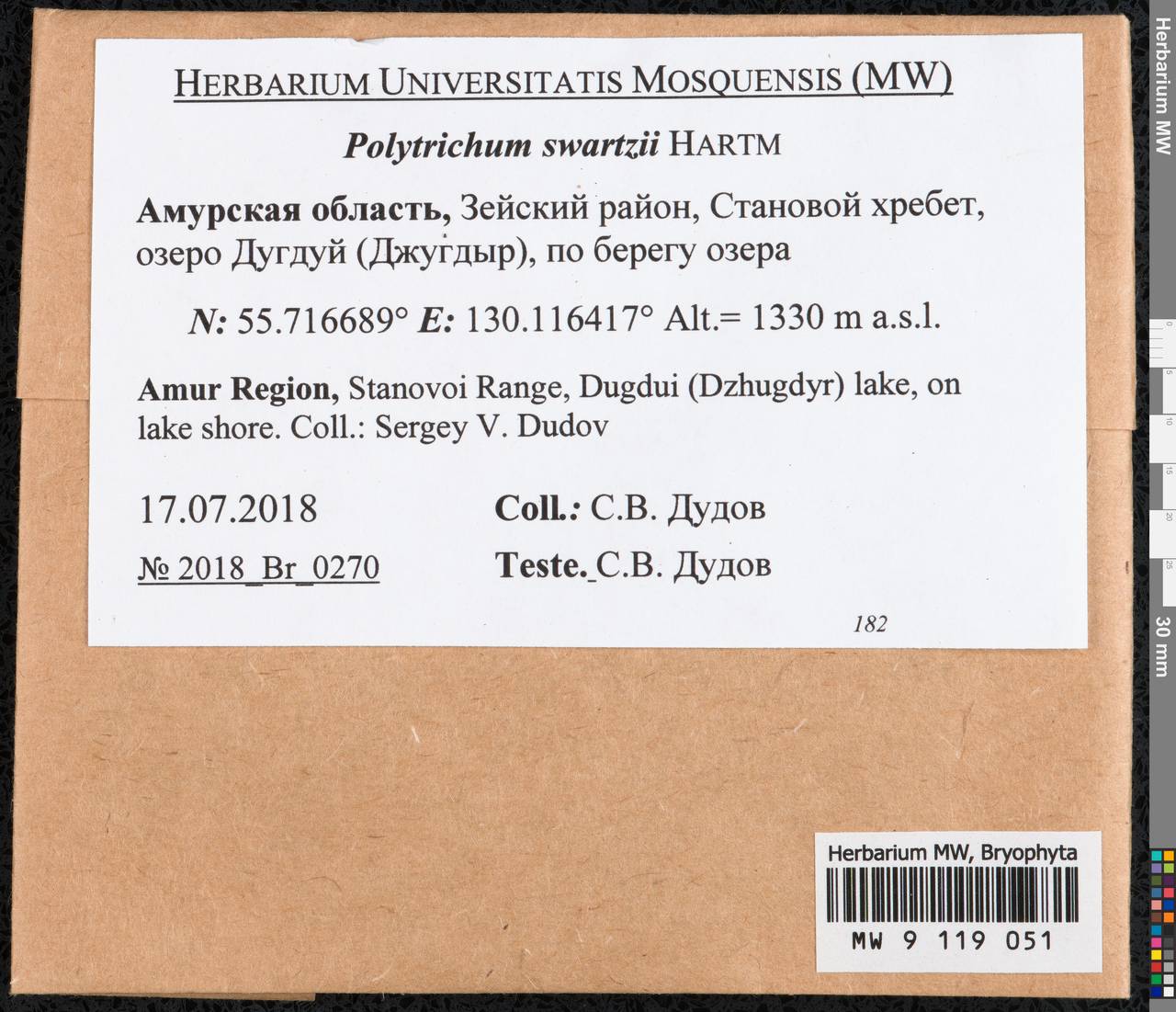 Polytrichum swartzii Hartm., Гербарий мохообразных, Мхи - Дальний Восток (без Чукотки и Камчатки) (B20) (Россия)