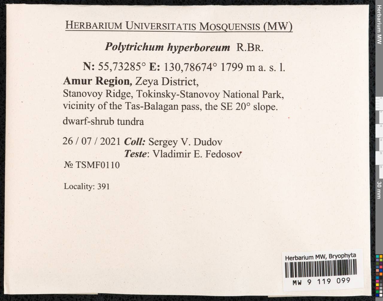 Polytrichum hyperboreum R. Br., Гербарий мохообразных, Мхи - Дальний Восток (без Чукотки и Камчатки) (B20) (Россия)
