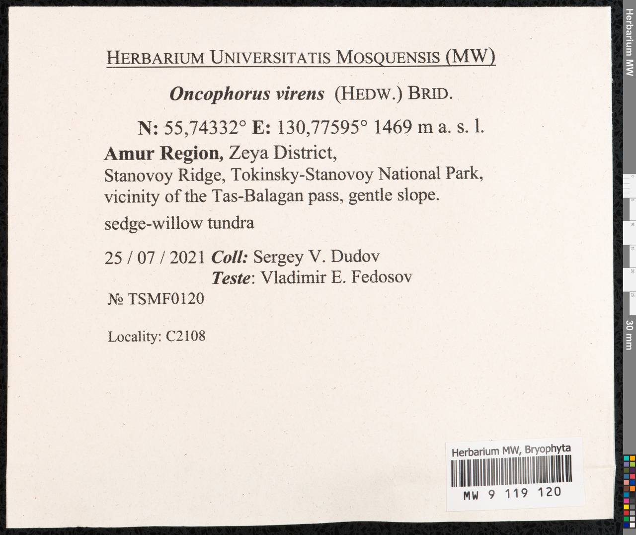 Oncophorus virens (Hedw.) Brid., Гербарий мохообразных, Мхи - Дальний Восток (без Чукотки и Камчатки) (B20) (Россия)