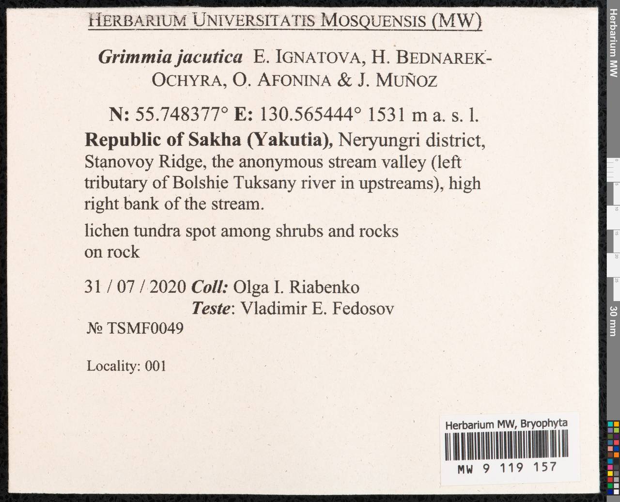 Grimmia jacutica Ignatova, Bedn.-Ochyra, Afonina & J. Muñoz, Гербарий мохообразных, Мхи - Якутия (B19) (Россия)