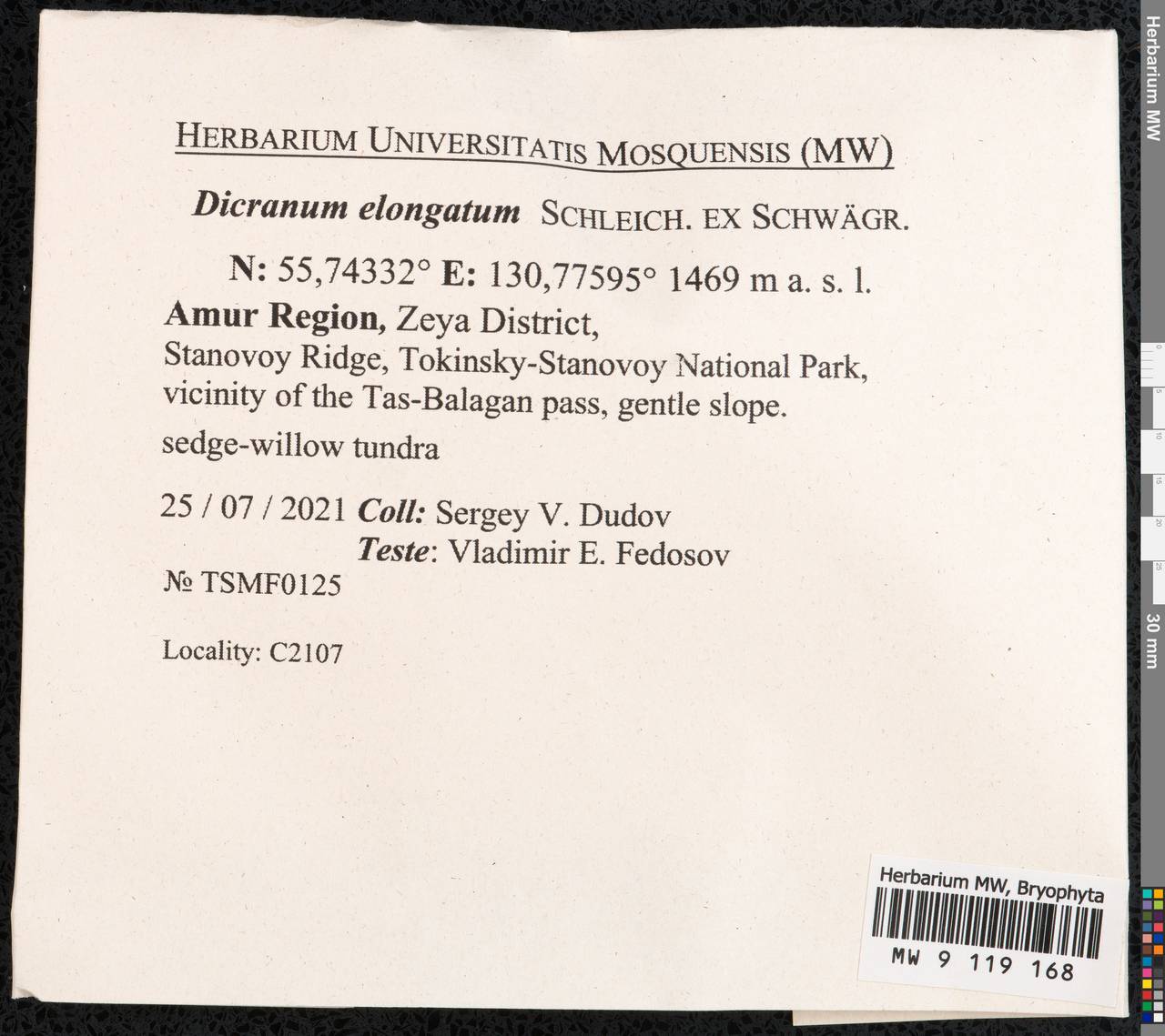 Dicranum elongatum Schleich. ex Schwägr., Гербарий мохообразных, Мхи - Дальний Восток (без Чукотки и Камчатки) (B20) (Россия)
