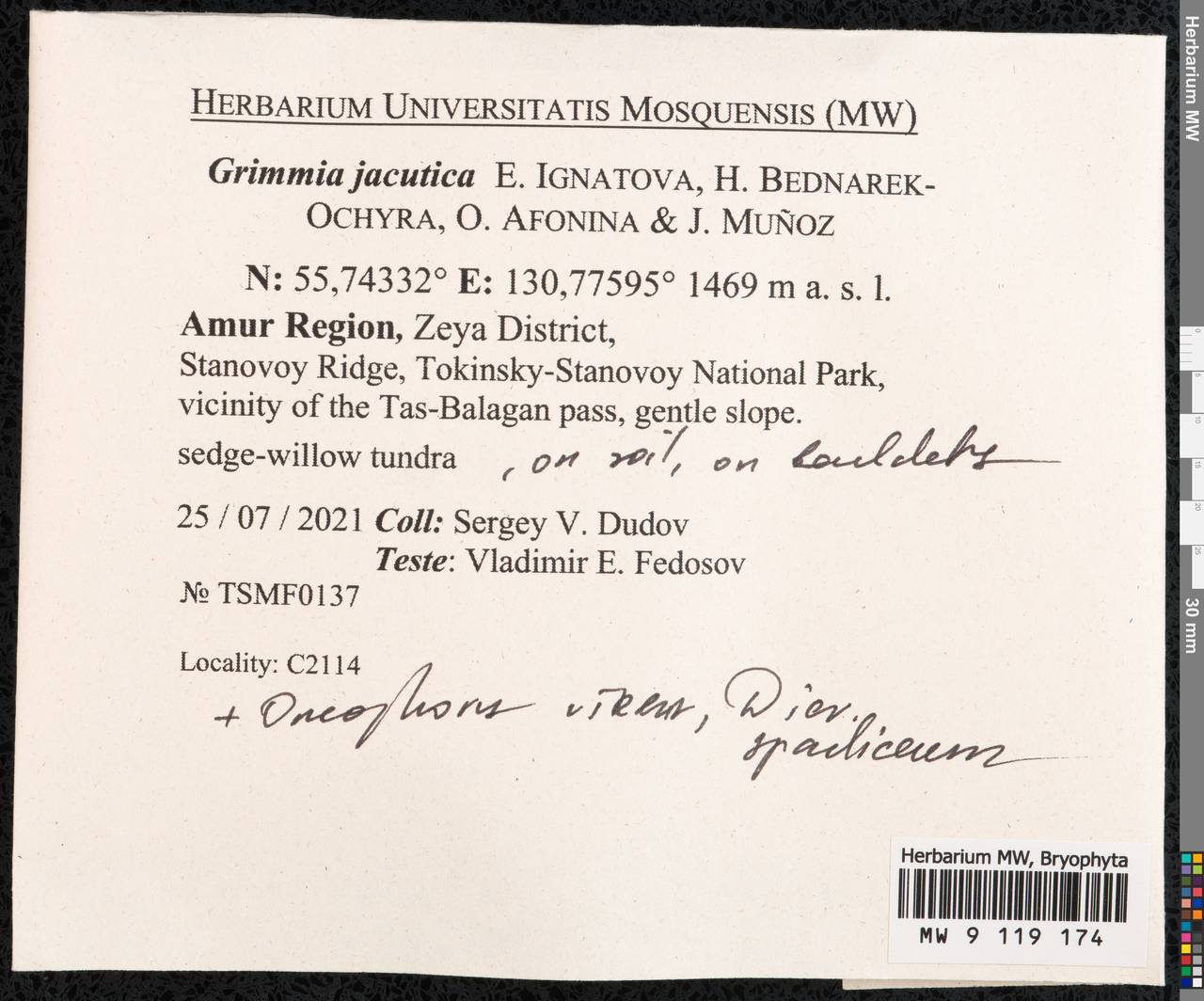 Grimmia jacutica Ignatova, Bedn.-Ochyra, Afonina & J. Muñoz, Гербарий мохообразных, Мхи - Дальний Восток (без Чукотки и Камчатки) (B20) (Россия)