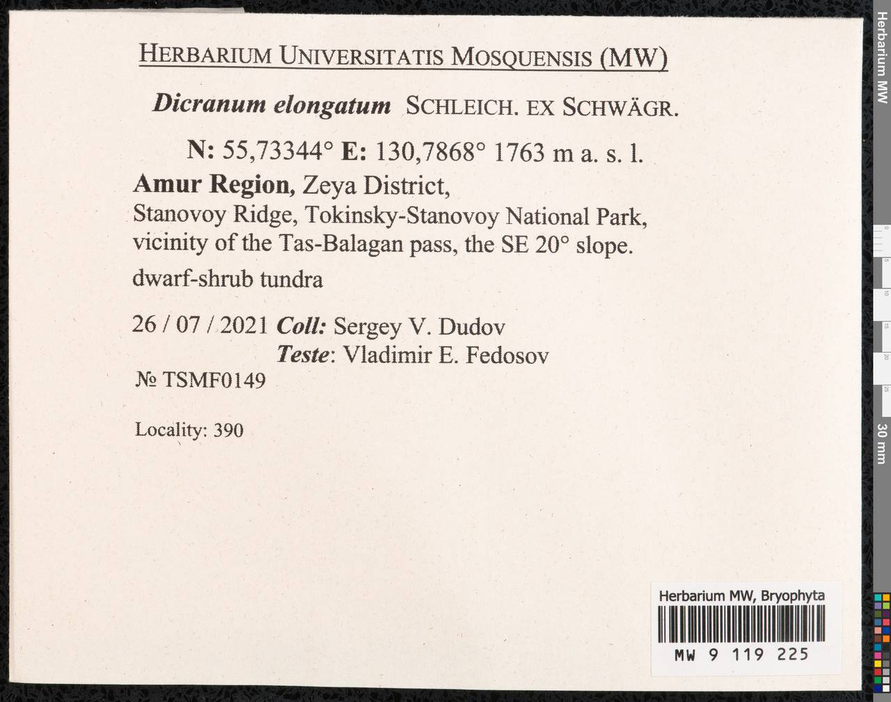 Dicranum elongatum Schleich. ex Schwägr., Гербарий мохообразных, Мхи - Дальний Восток (без Чукотки и Камчатки) (B20) (Россия)