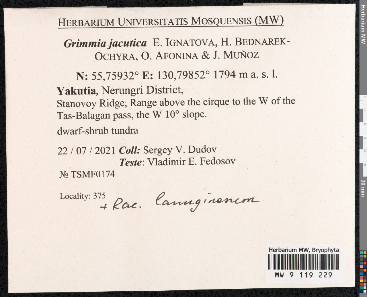 Grimmia jacutica Ignatova, Bedn.-Ochyra, Afonina & J. Muñoz, Гербарий мохообразных, Мхи - Якутия (B19) (Россия)