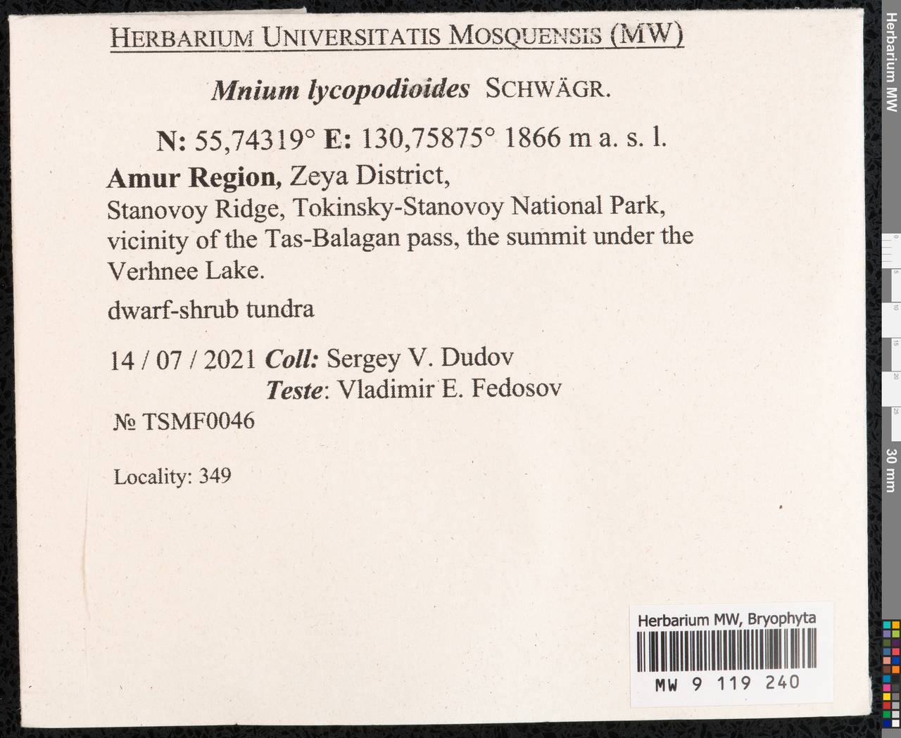 Mnium lycopodioides Schwägr., Гербарий мохообразных, Мхи - Дальний Восток (без Чукотки и Камчатки) (B20) (Россия)