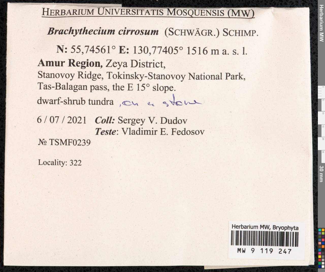 Brachythecium cirrosum (Schwägr.) Schimp., Гербарий мохообразных, Мхи - Дальний Восток (без Чукотки и Камчатки) (B20) (Россия)