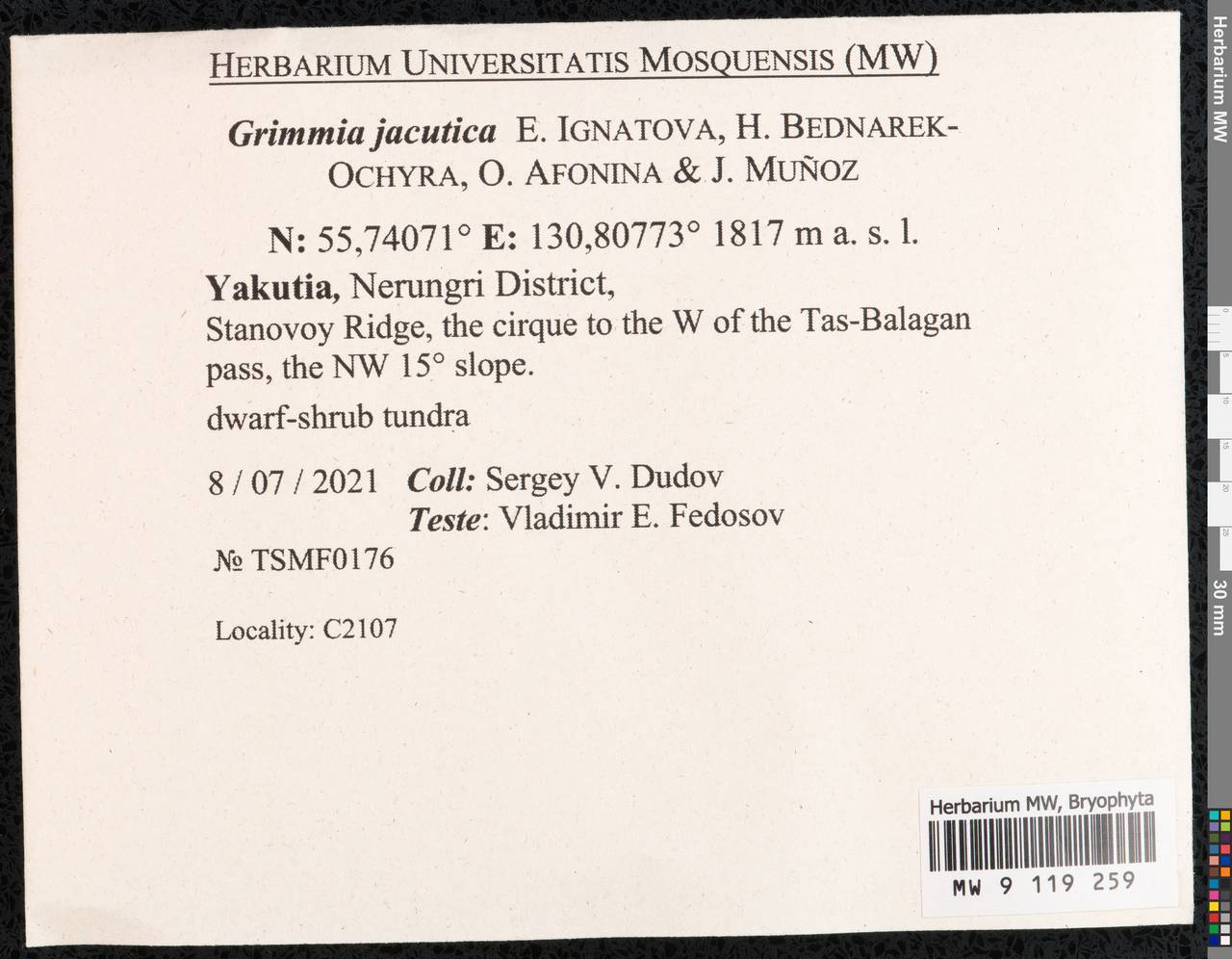 Grimmia jacutica Ignatova, Bedn.-Ochyra, Afonina & J. Muñoz, Гербарий мохообразных, Мхи - Якутия (B19) (Россия)