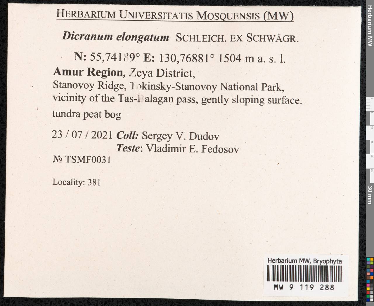 Dicranum elongatum Schleich. ex Schwägr., Гербарий мохообразных, Мхи - Дальний Восток (без Чукотки и Камчатки) (B20) (Россия)