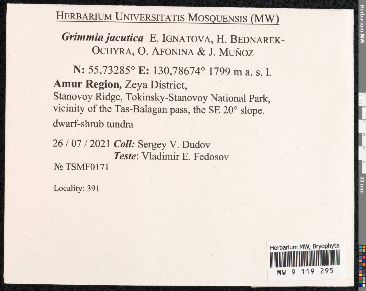 Grimmia jacutica Ignatova, Bedn.-Ochyra, Afonina & J. Muñoz, Гербарий мохообразных, Мхи - Дальний Восток (без Чукотки и Камчатки) (B20) (Россия)