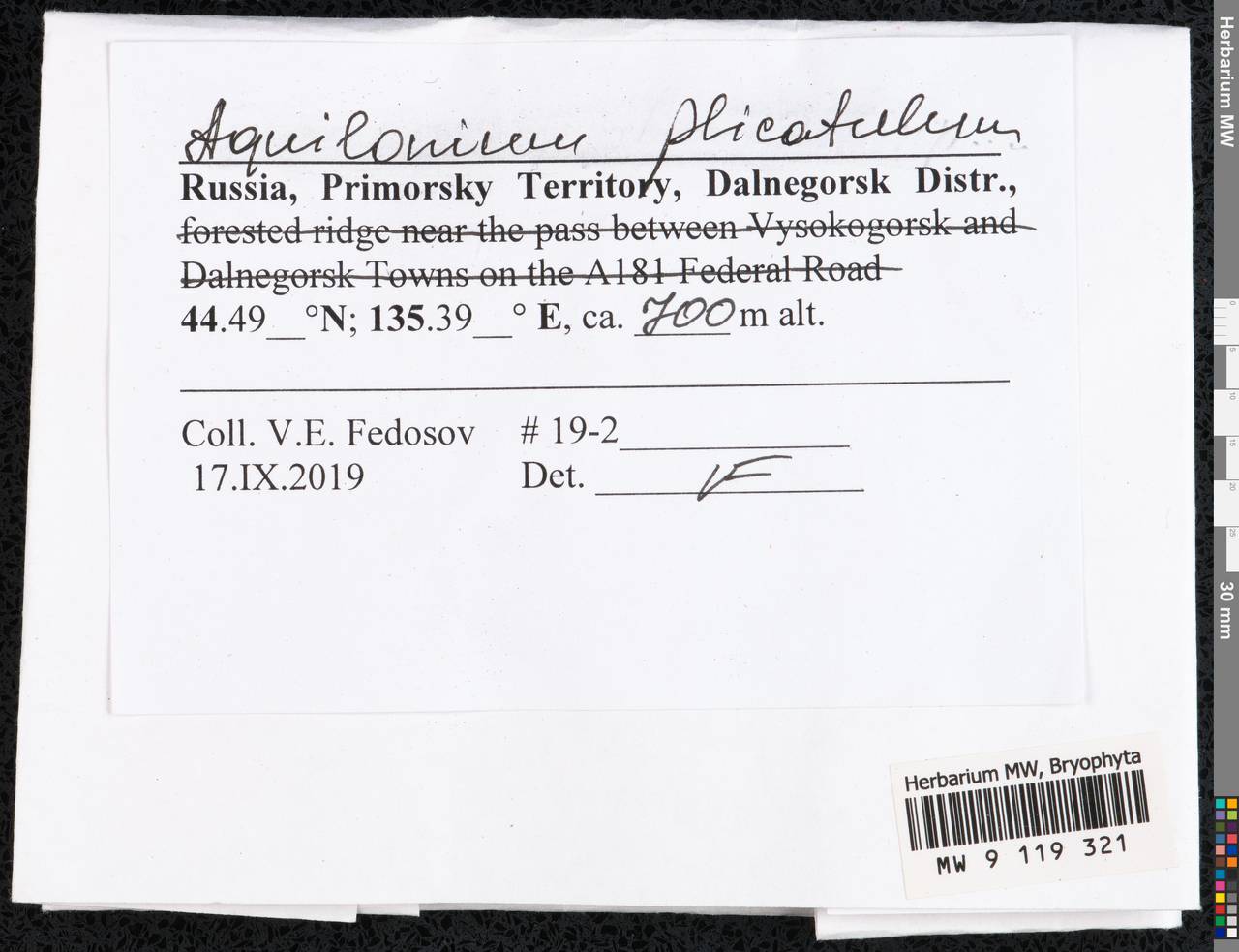 Aquilonium plicatulum (Lindb.) Hedenäs, Schlesak & D. Quandt, Гербарий мохообразных, Мхи - Дальний Восток (без Чукотки и Камчатки) (B20) (Россия)