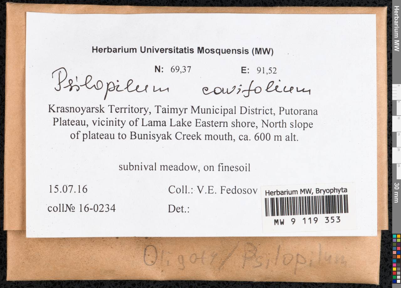 Psilopilum cavifolium (Wilson) I. Hagen, Гербарий мохообразных, Мхи - Красноярский край, Тыва и Хакасия (B17) (Россия)