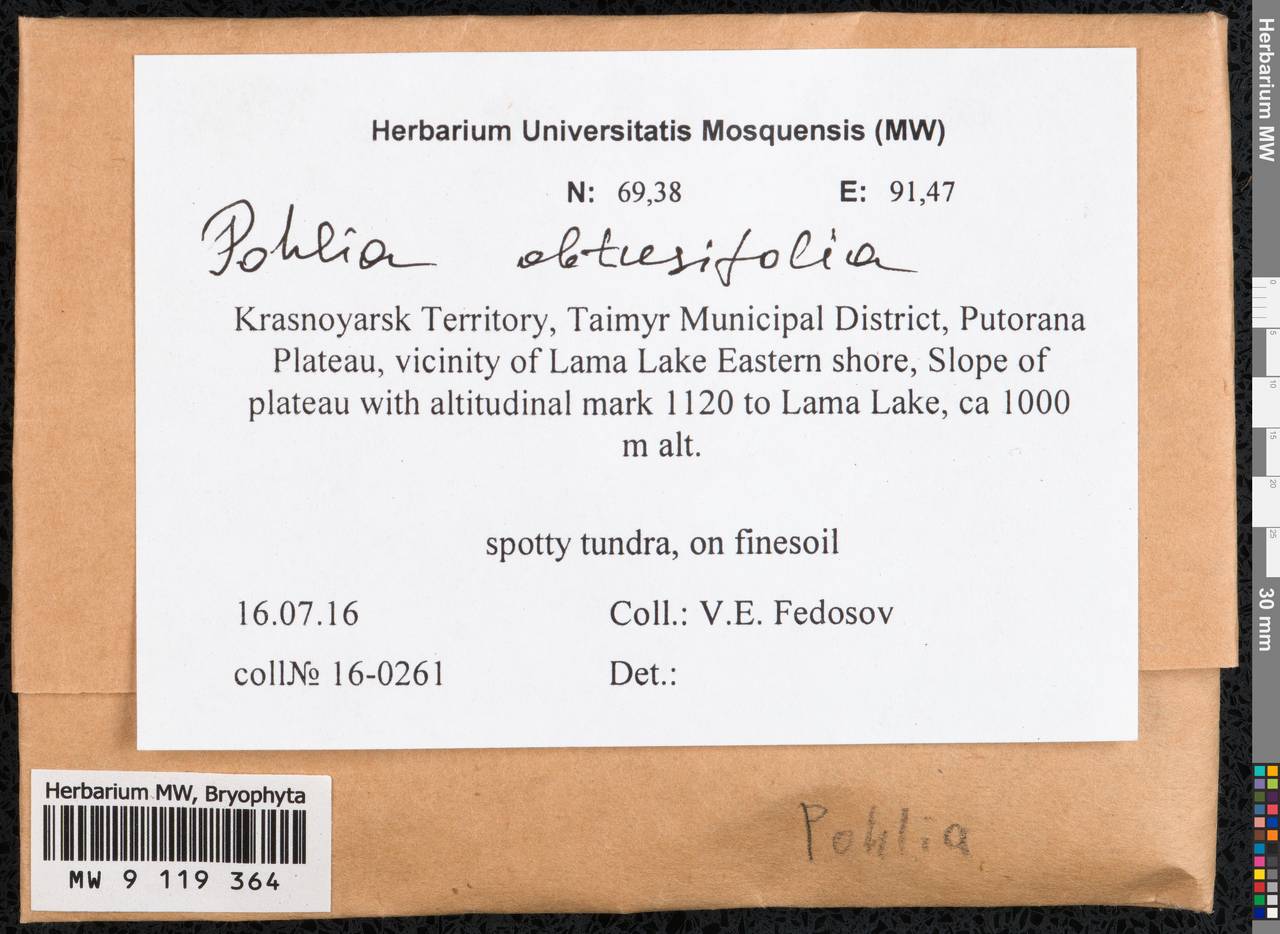 Pohlia obtusifolia (Vill. ex Brid.) L.F. Koch, Гербарий мохообразных, Мхи - Красноярский край, Тыва и Хакасия (B17) (Россия)