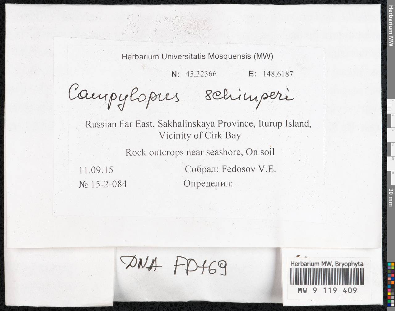 Campylopus schimperi Milde, Гербарий мохообразных, Мхи - Дальний Восток (без Чукотки и Камчатки) (B20) (Россия)