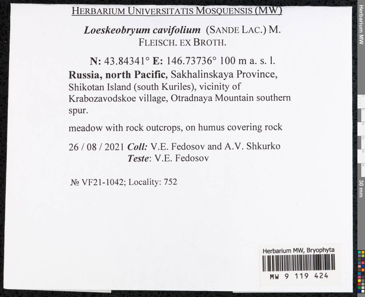 Loeskeobryum cavifolium (Sande Lac.) M. Fleisch. ex Broth., Гербарий мохообразных, Мхи - Дальний Восток (без Чукотки и Камчатки) (B20) (Россия)