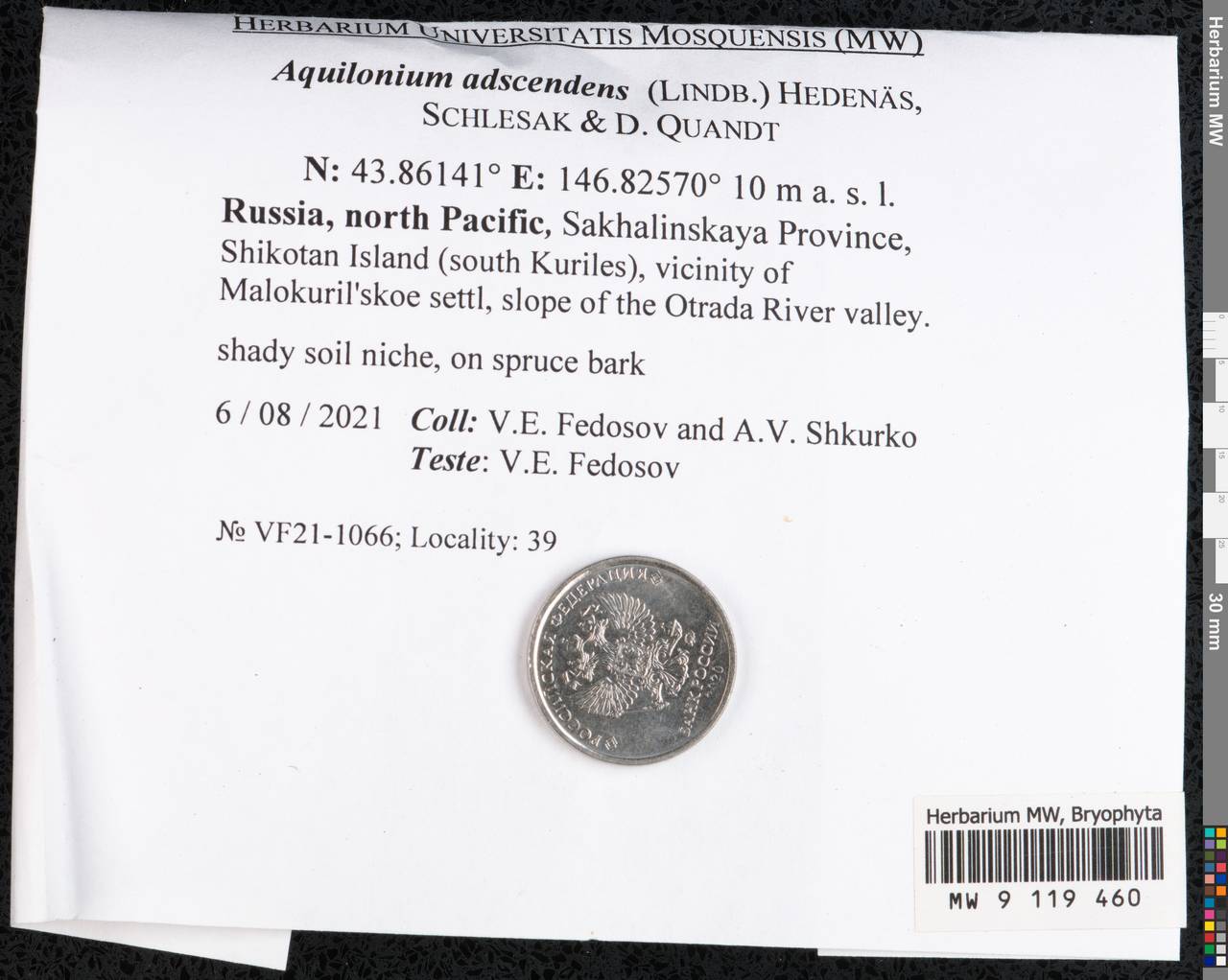 Aquilonium adscendens (Lindb.) Hedenäs, Schlesak & D. Quandt, Гербарий мохообразных, Мхи - Дальний Восток (без Чукотки и Камчатки) (B20) (Россия)