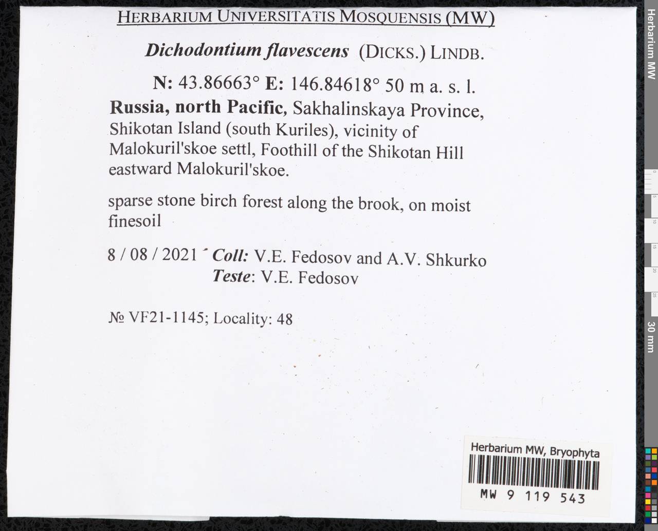 Dichodontium flavescens (Dicks.) Lindb., Гербарий мохообразных, Мхи - Дальний Восток (без Чукотки и Камчатки) (B20) (Россия)
