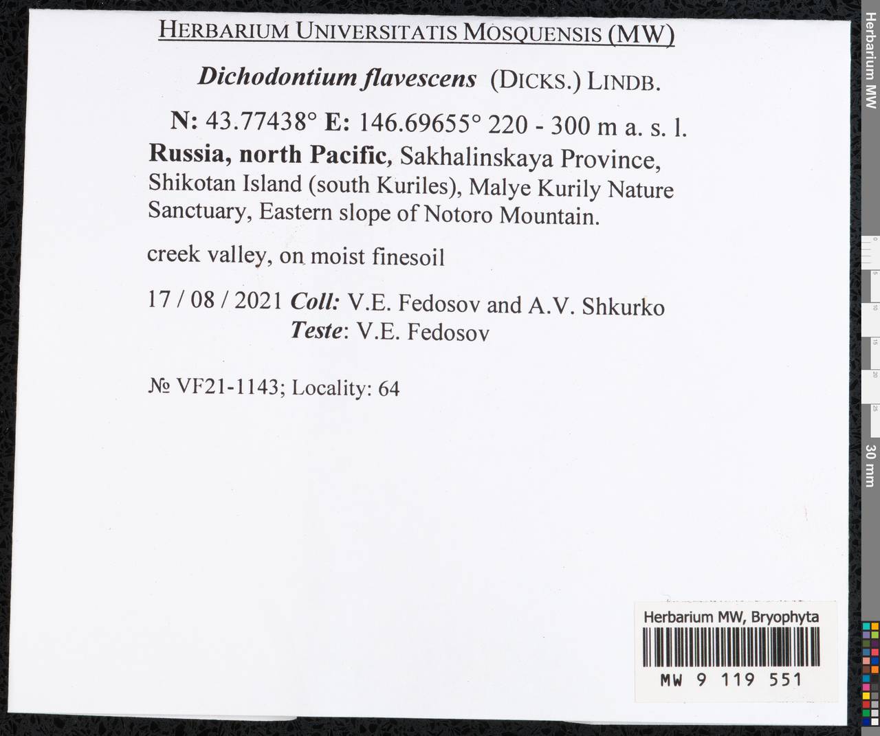 Dichodontium flavescens (Dicks.) Lindb., Гербарий мохообразных, Мхи - Дальний Восток (без Чукотки и Камчатки) (B20) (Россия)