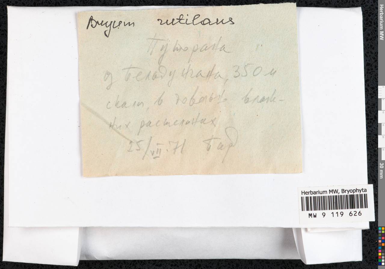 Ptychostomum rutilans (Brid.) J.R. Spence, Гербарий мохообразных, Мхи - Красноярский край, Тыва и Хакасия (B17) (Россия)