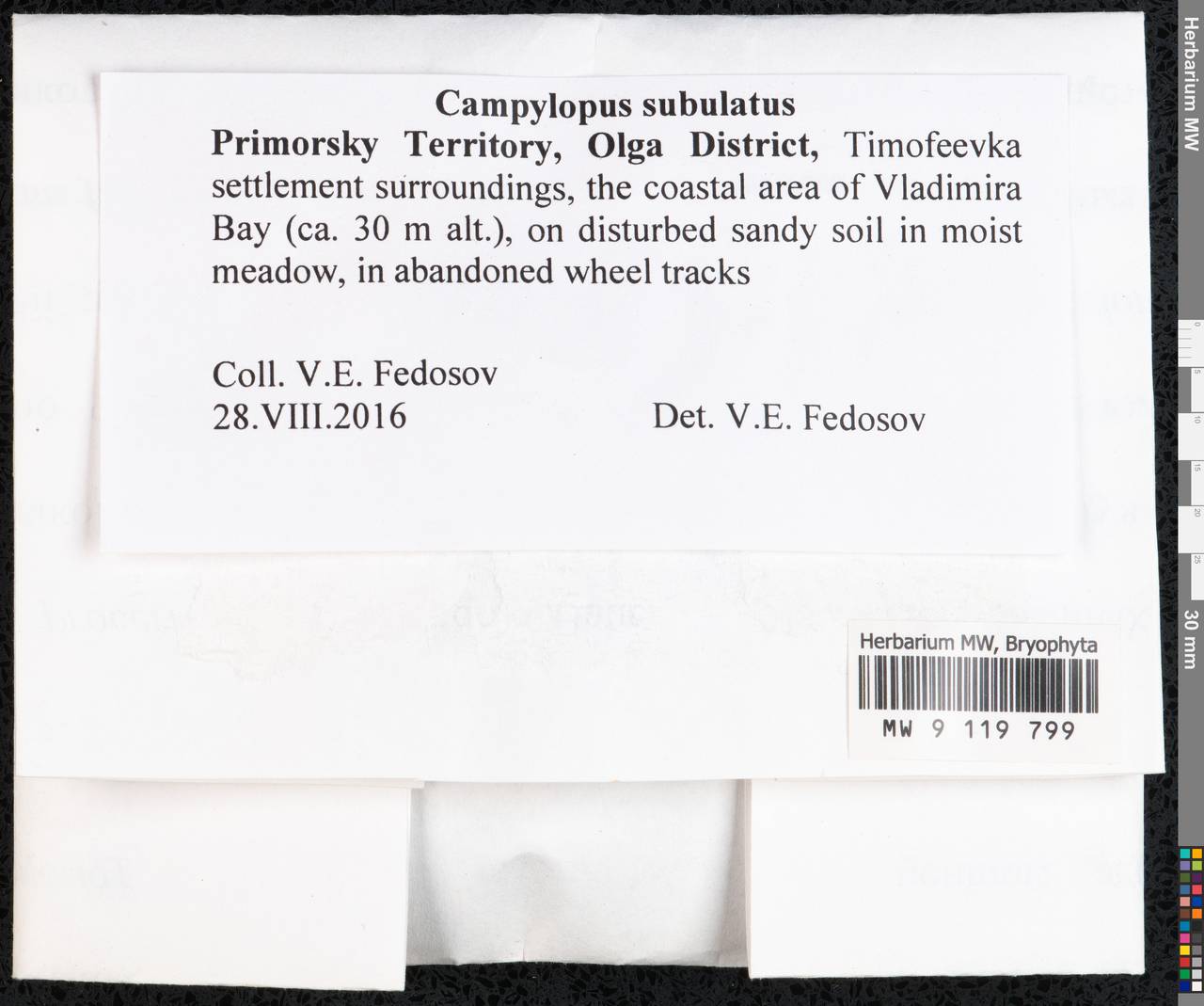 Campylopus subulatus Schimp. ex Milde, Гербарий мохообразных, Мхи - Дальний Восток (без Чукотки и Камчатки) (B20) (Россия)