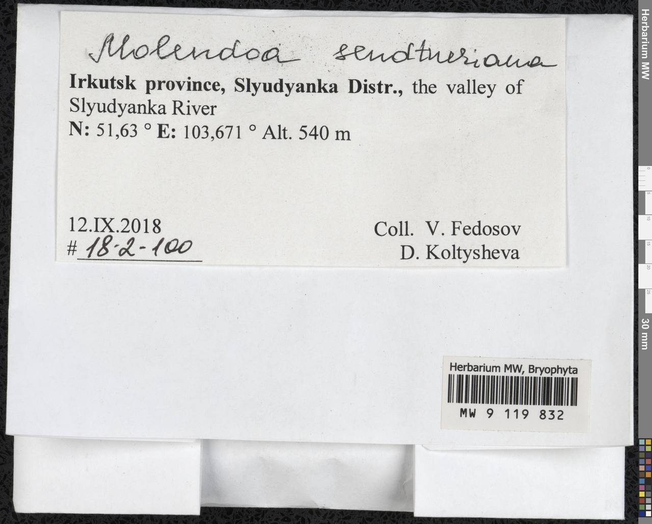 Molendoa sendtneriana (Bruch & Schimp.) Limpr., Гербарий мохообразных, Мхи - Прибайкалье и Забайкалье (B18) (Россия)
