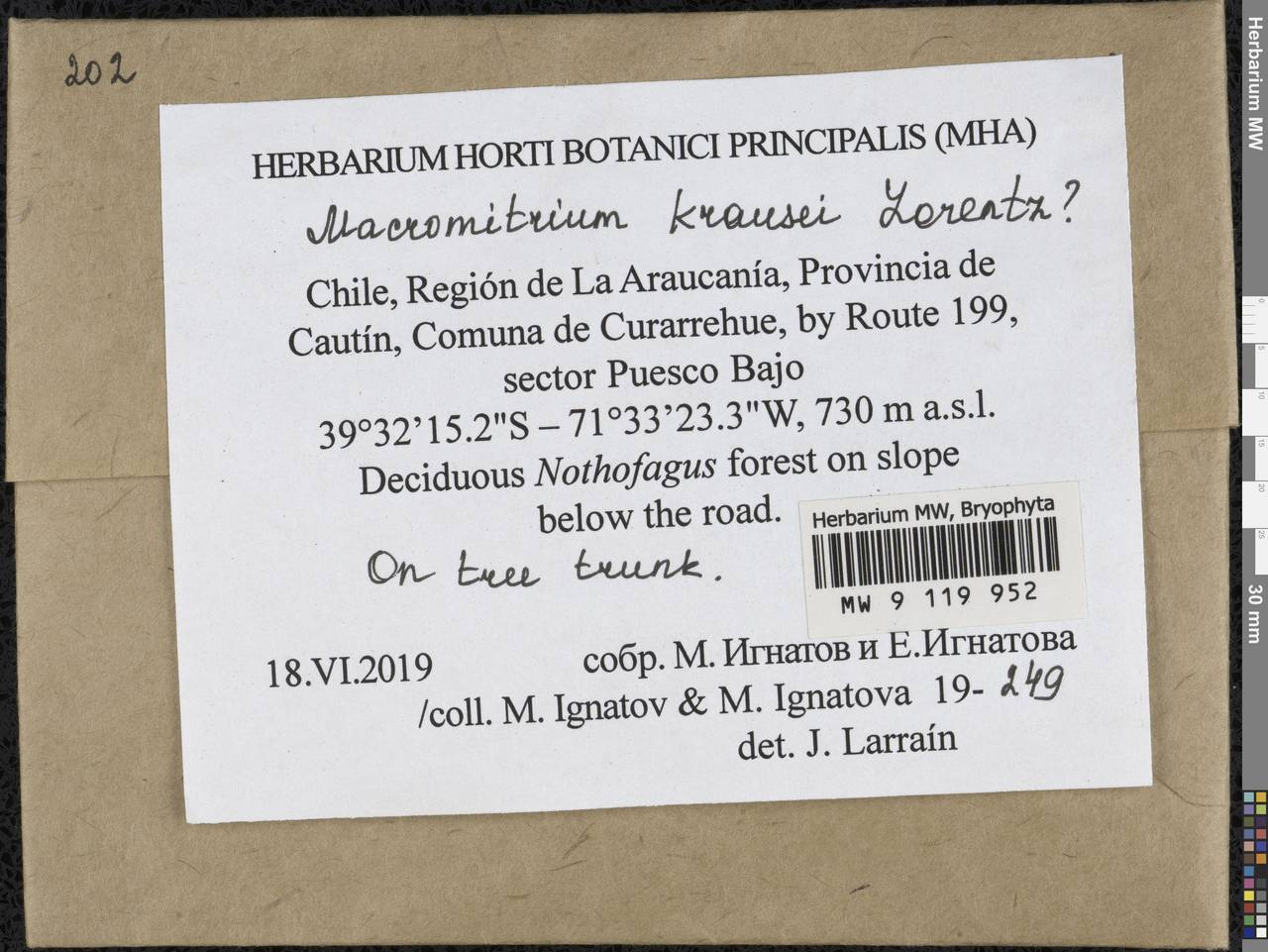 Macromitrium krausei Lorentz, Гербарий мохообразных, Мхи - Америка (BAm) (Чили)