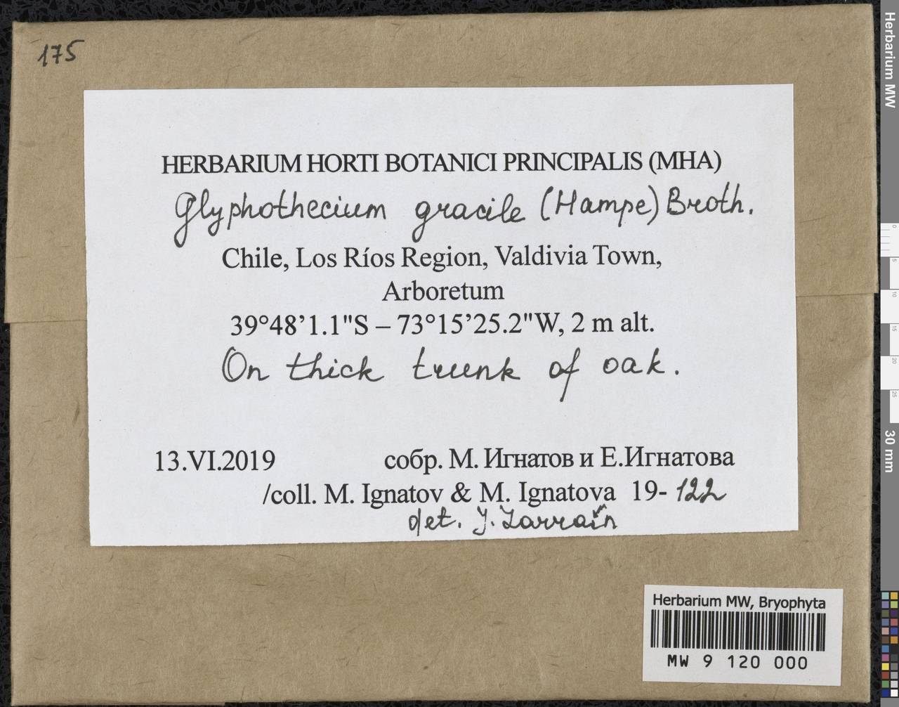 Glyphotheciopsis gracilis (Hampe) N. Pedersen & A.E. Newton, Гербарий мохообразных, Мхи - Америка (BAm) (Чили)